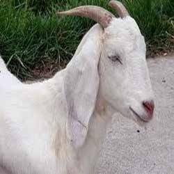 Manufacturers Exporters and Wholesale Suppliers of Goat Feed Nagpur Maharashtra